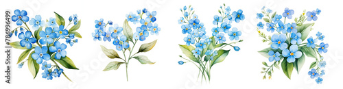 Watercolor forget me not flower clipart isolated on transparent background