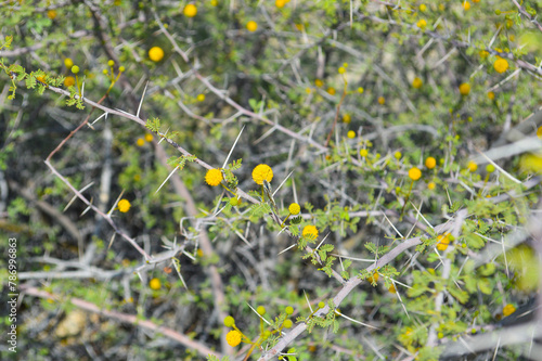 vachellia nilotica close up flowers photo