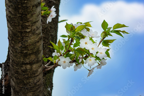華やかではなく、ひっそりと咲く桜をテーマにした素材