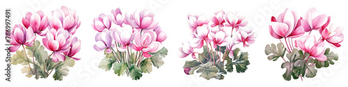 Watercolor cyclamen clipart isolated on transparent background