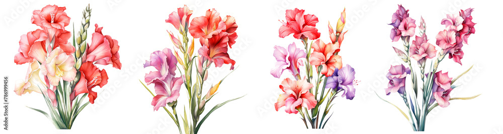 Obraz premium Watercolor gladiolus clipart isolated on transparent background