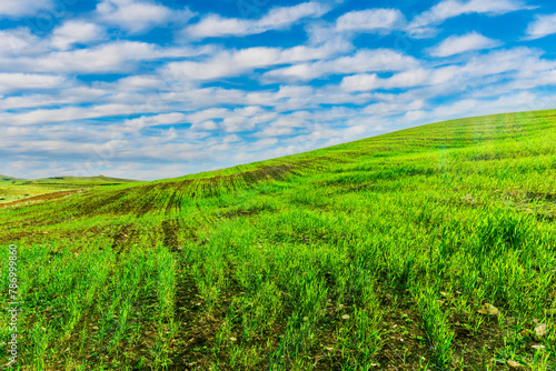 green spring hills with young grass and amazing growing fields and hills with beautiful bright cloudy sunset on background of rural landscape