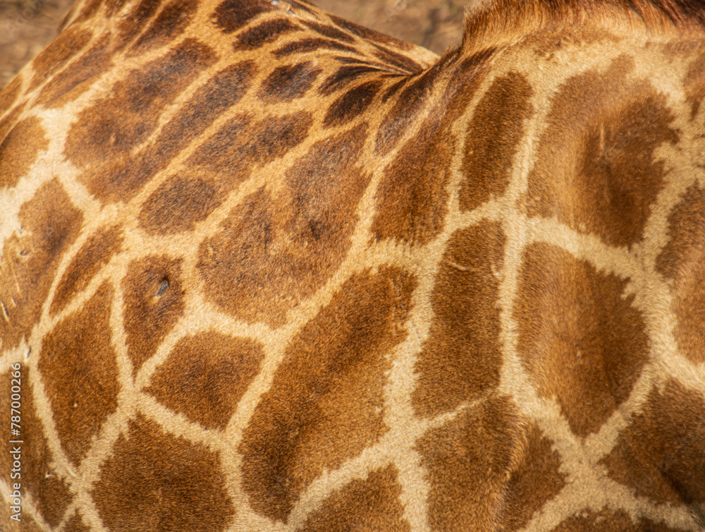 spotted giraffe fur as background. spotted giraffe fur as background.
