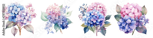 Watercolor hydrangea clipart isolated on transparent background