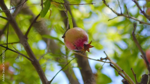 Pomegranate fruit hanging from lush branches in 4k slow motion 120fps