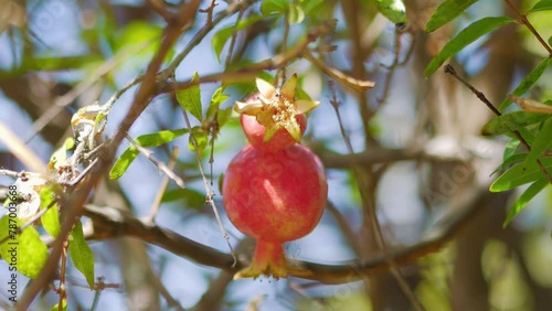 Pomegranate fruit hanging from lush branches in 4k slow motion 120fps