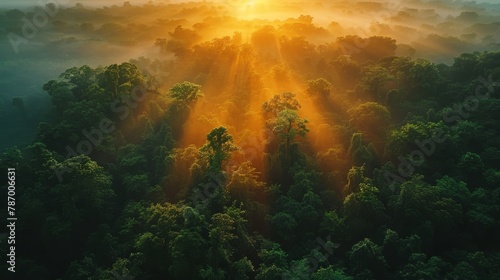 Aerial sunrise over a dense forest  treetops highlighted  misty morning  expansive view