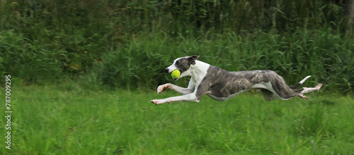 Fast greyhound dog running at fast speed in field