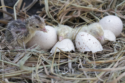 A number of baby turkeys have just hatched from their eggs in the nest. This animal is commonly cultivated by humans with the scientific name Meleagris gallopavo. 