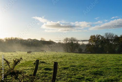 Dans le centre du Finistère en Bretagne, une brume matinale enveloppe un champ d'herbe verte où les vaches broutent paisiblement, créant une scène rurale empreinte de calme et de tranquillité. photo
