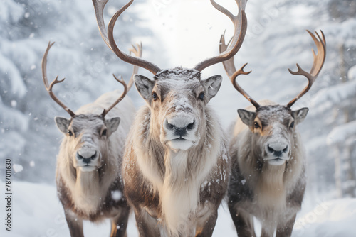3 reindeers in the snow