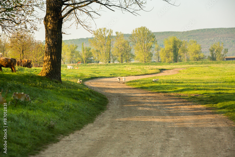 Obraz premium Landscape with beautiful nature in the village in the Republic of Moldova. Country life. Moldova, a small country with a big heart in Eastern Europe.