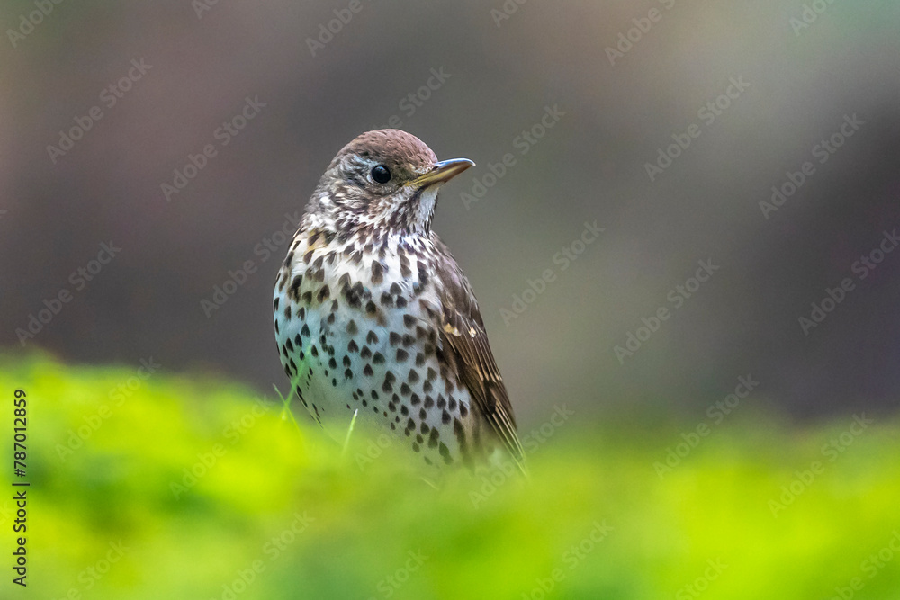 Closeup of a Song thrush Turdus philomelos bird singing in a tree Closeup of a Song thrush Turdus philomelos bird singing in a tree