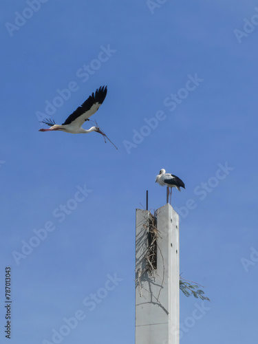 A white stork couple building their nest. One in flight carrying a twig in its beak.