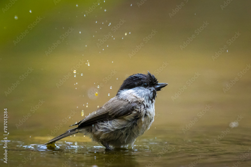Obraz premium Close up of a marsh tit, poecile palustris, bird