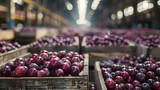 Round plums harvested in wooden boxes in a warehouse. Natural organic fruit abundance. Healthy and natural food storing and shipping concept.