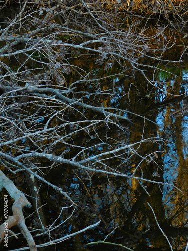 branches of a tree