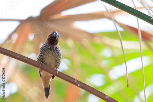 Scaly-breasted munia or spotted munia, Lonchura punctulata, also known as nutmeg mannikin or spice finch photo