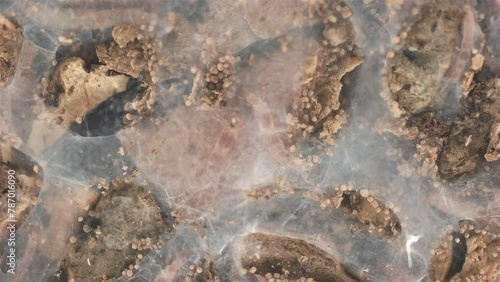 Relic insecta Embia savignyi under a microscope, family Embiidae, feed on decaying plant remains, build silk passages along which they move.