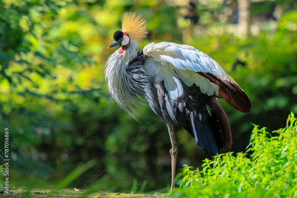 Naklejka premium Grey crowned crane, Balearica regulorum, national bird of Uganda.