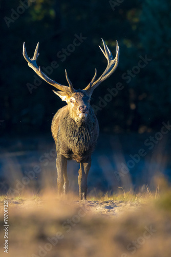 Male red deer, cervus elaphus, rutting during sunset