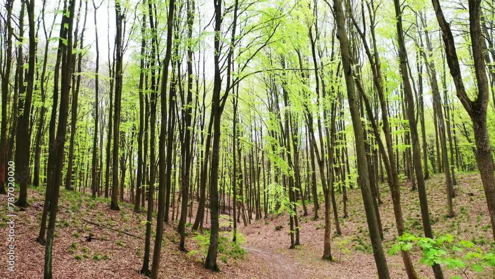 Beautiful forest landscape, spring in the deciduous forest, drone view in 4k. Beautiful forest landscape, spring in the deciduous forest, drone view in 4k.