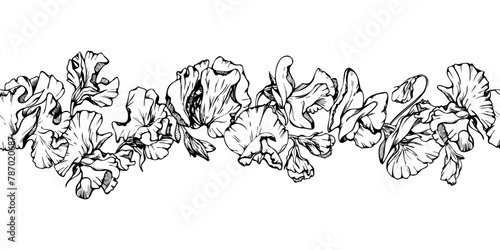 Hand drawn vector graphic ink illustration botanical flowers leaves. Sweet everlasting pea, vetch bindweed legume. Seamless banner isolated on white background. Design wedding, love cards, floral shop