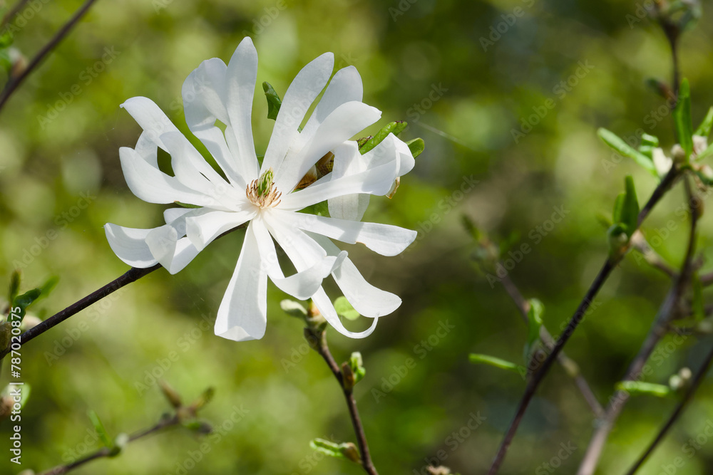 Fototapeta premium a white magnolia flower close-up