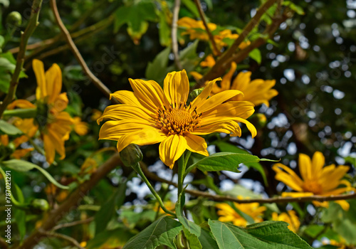 Mexican sunflower or tree marigold (Tithonia diversifolia) on garden
