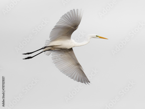 White heron flying , beauty photo