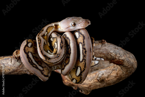 The Reticulated Python (Malayopython reticulatus) is a python species native to South and Southeast Asia. photo