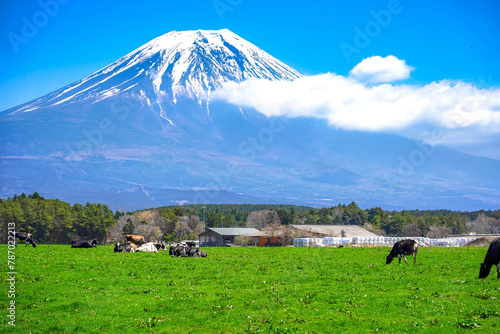 mountain landscape with cows