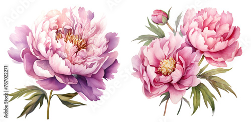 Fototapeta Naklejka Na Ścianę i Meble -  Watercolor peony clipart isolated on transparent background