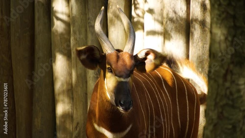 Close view of a bongo bongo antelope standing on a meadow and looking around wiggling his nose. photo