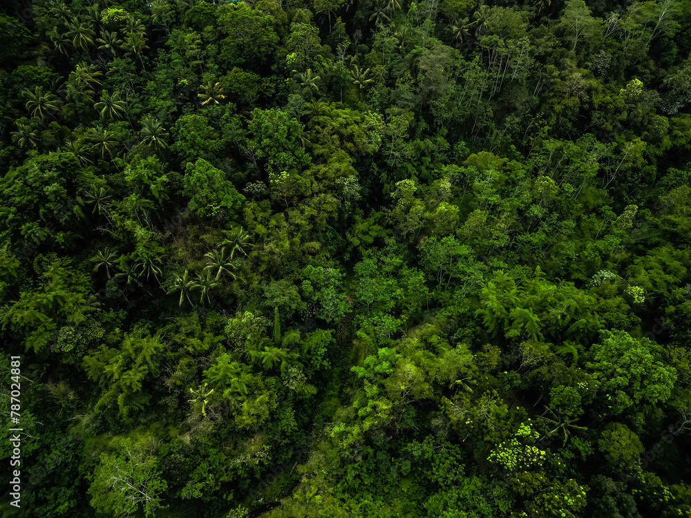 Aerial view of Dense natural jungle trees on the mountain hills during cloudy day. Heterogeneous forest. Concept for International Day of Forest, World Environment Day, Asian Rainforest. Aerial view of Dense natural jungle trees on the mountain hills during cloudy day. Heterogeneous forest. Concept for International Day of Forest, World Environment Day, Asian Rainforest.