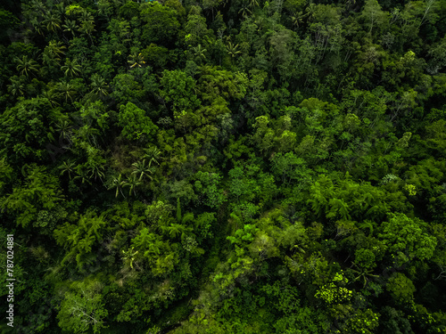 Aerial view of Dense natural jungle trees on the mountain hills during cloudy day. Heterogeneous forest. Concept for International Day of Forest, World Environment Day, Asian Rainforest. © Rizky