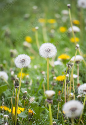 Shrub of wild dandelion flower head in the filed, which contain its seeds ready to dispersal by aids of wind. Blurry greenery nature in background. 