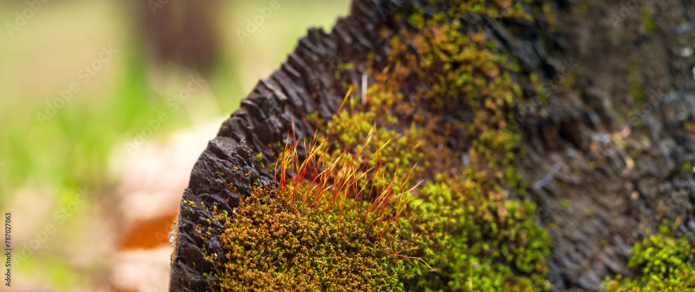 Moss close-up, nature of Ukraine, summer, small plants, greenery, background, for collage Moss close-up, nature of Ukraine, summer, small plants, greenery, background, for collage