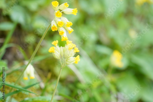 Closeup of horizontal yellow cowslips in spring. They are  protected  in Switzerland.