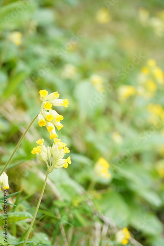 Vertical closeup of horizontal yellow cowslips in spring. They are  protected  in Switzerland.