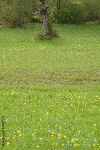 Green meadow full of yellow cowslips at the edge of the forest in spring. Vertical view.