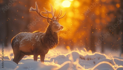 A fawn deer is standing in the snowy natural landscape at sunset, creating a beautiful atmospheric phenomenon in the wildlife event