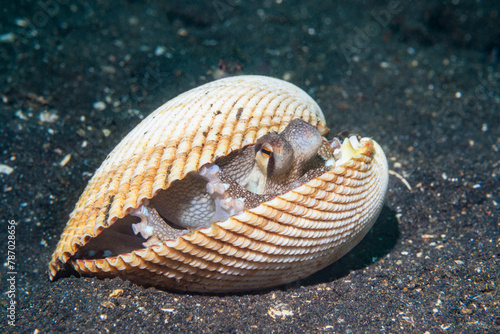Veined or Coconut octopus (Amphioctopus marginatus) hiding inside bivalve shells. Lembeh Strait, North Sulawesi, Indonesia.  photo