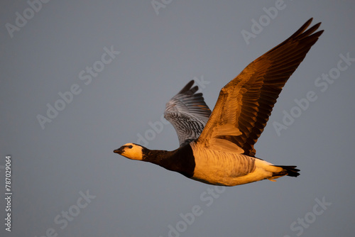 Barnacle goose (Branta leucopsis) in flight. Hjalstaviken nature reserve, Uppland, Sweden. September.  photo