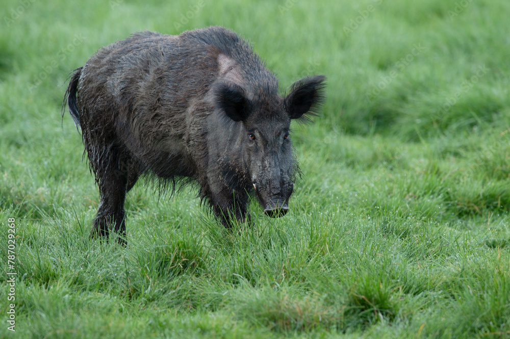 Wild boar (Sus scrofa) male in grassland. Eriksberg Wildlife and Nature Park, Blekinge, Sweden. May. Captive. Wild boar (Sus scrofa) male in grassland. Eriksberg Wildlife and Nature Park, Blekinge, Sweden. May. Captive.
