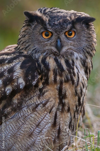 European eagle owl (Bubo bubo) portrait. Vastmanland, Sweden. May. Captive.  photo
