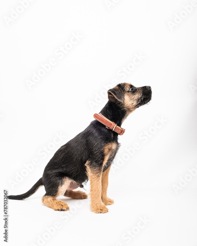 border terrier puppy