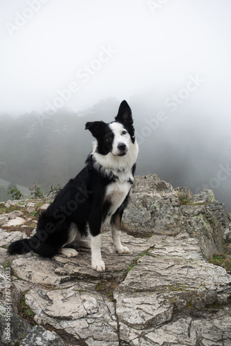 Portrait of an adorable border collie dog