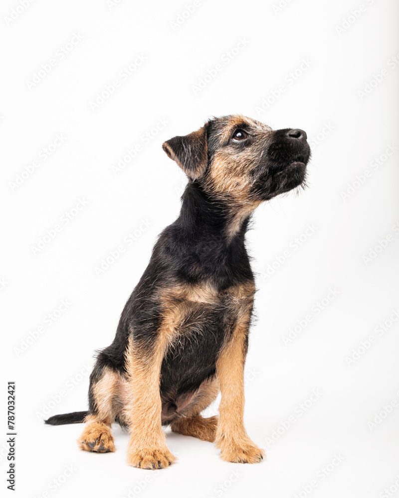 Obraz premium border terrier puppy