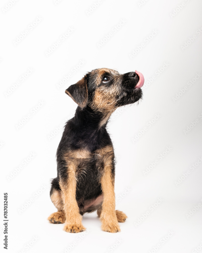 Obraz premium border terrier puppy